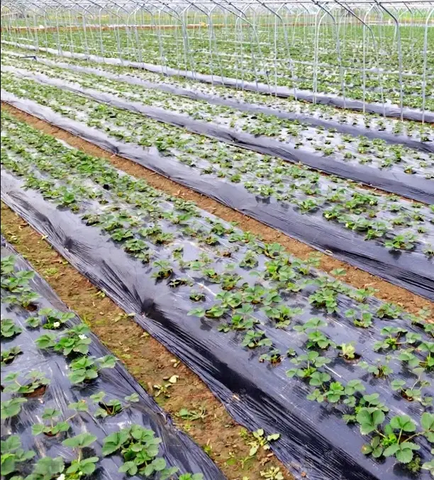 Agriculture Application